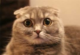 Как с этим теперь жить?