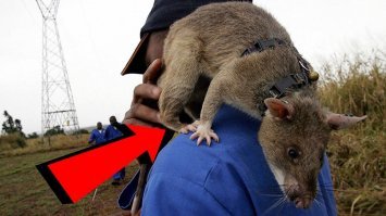 Если только это не удачный ракурс и животинки действительно таких размеров, это может быть гамбийской хомяковой крысой. Весьма полезный зверь в своём ареале обитания. Вопрос только, откуда оно в Московском метро взялось.