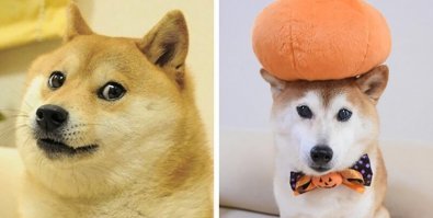 А ничего, что собаки разные... или так тоже можно было?