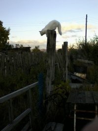 Без кота и жизнь не та: уравновешенные коты-акробаты демонстрируют чудеса баланса