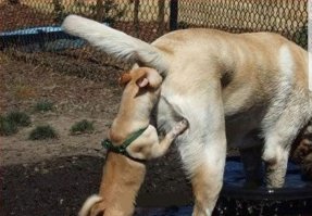 Как попасть в Сирию