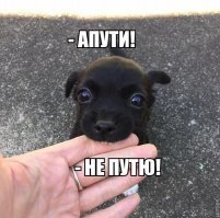 Прикольные и смешные картинки