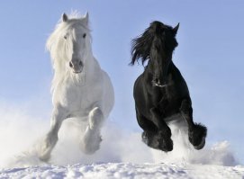 А вы не могли бы мне объяснить где на картинках ниже нормально-ненормально и кого мне нельзя любить? Спасибо!