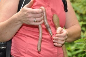 То ли еще бывает...

.