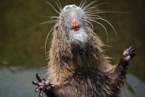 Метро Окружная