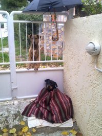 Надоели с идиотскими комментами - "+5 не холодно". Холодно! Это, если пройтись недолго, поделать дела и вернуться в тепло - нормально. А если это постоянно? И в Турции и в Греции, бывает, снег выпадает не только в горах. А центрального отопления нет. Вот, у нас шеф экономит и не дает включать кондиционер на обогрев. На улице +9, в офисе +10. Пальцы леденеют. На фото - соседский пес. Сосед выпустил его погулять, а тот убежал и сосед уехал, не дождавшись. На улице - не мороз, но около нуля. Я завела собаку во двор, накормила, укутала. Дальше ворот он идти отказывался. Два дня так сидел. Выходил только дела свои сделать.