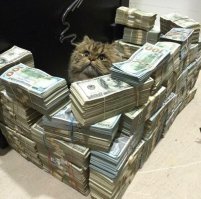 Это кот Чубайса? Или Захарченко?