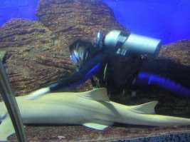 Несколько раз были в Сингапуре.
Добавлю некоторые интересности, упущенные автором:
1. Прекрасный сад орхидей в ботаническом саду, его сейчас расширили, сделали несколько крытых павильонов.
2. Незаслуженно "забыта"  сентоза - Первый раз в 2007 мы жили на сентозе в Sentosa resort,  Павлины бегают прямо у номеров .)) Огромное было количество развлечений - underwater world, дельфинарий, и т д. Сейчас Сейчас новый аквариум, построили аквапарк и парк развлечений.... тогда только шло строительство. 
3. На месте Marina Bay Sand (в marina south) в то время был огромный боулинг и замечательный ресторан с огромными аквариумами заваленными огромными лобстерами, крабами и прочими моллюсками - ЛонгБич. 
4. Первый раз слетали на рогатке на clarke quay, до этого подкрепившись литром коньяка на троих )).
5. Фонтан удачи - не знаю остался он там или нет.
6. Парк птиц,  Парк рептилий,  Дискавери центр.... 

и еще много много интересного...

Бонусом на фотках:
Друг за некоторую плату допущен в аквариум underwater world, плавает с акулами и другими рыбами, а мы снимаем через стекло. ))
Павлин в отеле.
Скульптура  оригинал Сальвадора Дали - Ньютон на улице. Рядом еще оригиналы скульптур Ботеро.