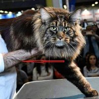 Здоровая лапа у кота.:)