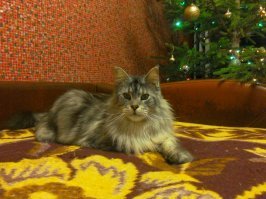 мой не меньше и так же на кухне на стол заглядывает :)