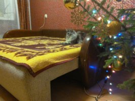 мой не меньше и так же на кухне на стол заглядывает :)