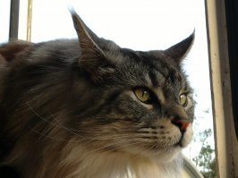 Самый длинный кот в мире попал в Книгу рекордов Гиннесса и стал звездой в Сети