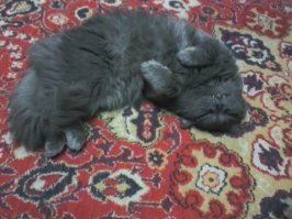 я своих не мою. только чуть обсохнут и во двор и так выкатаются в пыли, что  станут грязнее чем были