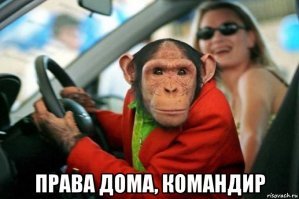 В Швейцарии у шимпанзе скоро могут появиться человеческие права