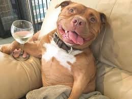 Гитлер всех переиграл, а СССР мучил собак. 8 мифов о космосе