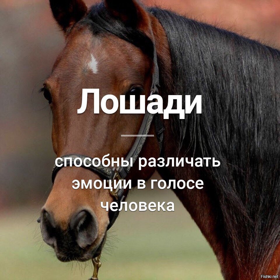 Кони люди цитата. Высказывания о лошадях. Афоризмы про лошадей. Цитаты про лошадей. Цитаты про коней.