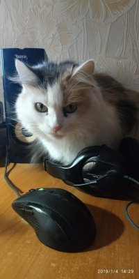 Был бы забор, а кот найдётся!