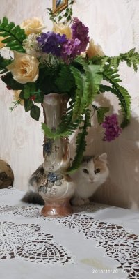 Был бы забор, а кот найдётся!