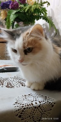 Был бы забор, а кот найдётся!