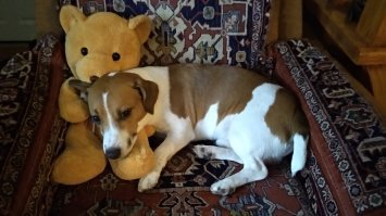 Хочу завести собаку