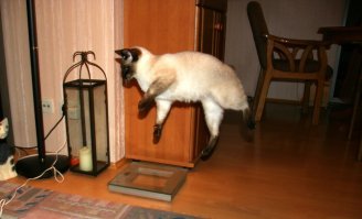 20 доказательств того, что котики просто созданы для драмы