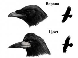 На картинке не очень хорошо видно, но основная примета по которой можно отличить грача от вороны, это отсутствие оперения вокруг клюва. В данном же случае перья есть... ну на сколько это можно видеть...