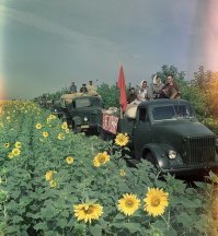 Господа ботаники, а что это за растение на заднем плане? )