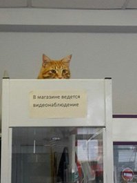 Картинки с надписями