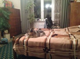 Обратите внимание на ШЕЛТИ. Очень компанейская пастушья собака. Находится в десятке самых умных пород мира, отлично поддается дрессировке. У нас уже вторая. После прогулки, если грязно на улице, сама идёт в ванную, запрыгивает и, пока моешь, поворачивается то правым боком то левым чтобы удобнее было мыть. Любит детей, ласковая. Из недостатков: крайне шерстяная,  обожает пожрать, если потолкаться попрошайничества превращается в меховой колобок. Сорри за фотки , какие первые нашла. Ей уже 14 кстати)