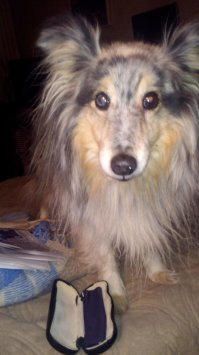 Обратите внимание на ШЕЛТИ. Очень компанейская пастушья собака. Находится в десятке самых умных пород мира, отлично поддается дрессировке. У нас уже вторая. После прогулки, если грязно на улице, сама идёт в ванную, запрыгивает и, пока моешь, поворачивается то правым боком то левым чтобы удобнее было мыть. Любит детей, ласковая. Из недостатков: крайне шерстяная,  обожает пожрать, если потолкаться попрошайничества превращается в меховой колобок. Сорри за фотки , какие первые нашла. Ей уже 14 кстати)