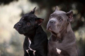 Кане-Корсо.
Сами в сентябре завели девочку такую.
Отличная семейная порода собак. Членов семьи просто боготворит. Очень терпеливая по отношению к детям. Мой сын что только не делает с ней, а она молча всё выносит.
Не агресивная по отношению к другим собакам, но это в первую очередь от воспитания зависит.
Во время гулянки свои дела делает за 10-15 минут, остальное время просто ходит рядом или бегает с другими собаками. Сами гуляяем 3 раза в день, утром и в обед по 10-15 минут, а перед сном 1-1,5 часа.
Хорошо себя чуствует даже у нас в двушке, но мы выделили для неё кладовку.
Отлично уживается с другими животными, у самого помимо собаки есть 3 кошки, хомяк и аквариум.
Лучше суку брать, т.к. с ними поменьше проблем. Кобель всё-таки больше требует времени на прогулку, т.к. ему надо всё пометить и он далеко не сразу все "тратит", а оставляет "запас" для следующих деревьев.
На фото не моя, но там где одна очень на мою похожа (у моей нет белых пятен на груди).