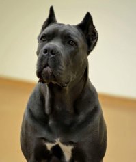 Кане-Корсо.
Сами в сентябре завели девочку такую.
Отличная семейная порода собак. Членов семьи просто боготворит. Очень терпеливая по отношению к детям. Мой сын что только не делает с ней, а она молча всё выносит.
Не агресивная по отношению к другим собакам, но это в первую очередь от воспитания зависит.
Во время гулянки свои дела делает за 10-15 минут, остальное время просто ходит рядом или бегает с другими собаками. Сами гуляяем 3 раза в день, утром и в обед по 10-15 минут, а перед сном 1-1,5 часа.
Хорошо себя чуствует даже у нас в двушке, но мы выделили для неё кладовку.
Отлично уживается с другими животными, у самого помимо собаки есть 3 кошки, хомяк и аквариум.
Лучше суку брать, т.к. с ними поменьше проблем. Кобель всё-таки больше требует времени на прогулку, т.к. ему надо всё пометить и он далеко не сразу все "тратит", а оставляет "запас" для следующих деревьев.
На фото не моя, но там где одна очень на мою похожа (у моей нет белых пятен на груди).