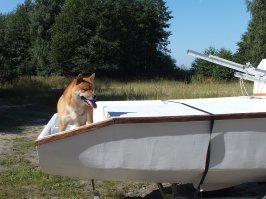 Хочу завести собаку