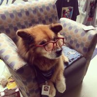 Кто знает что за порода?