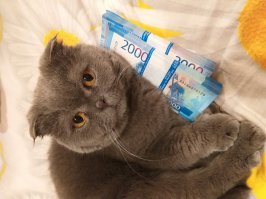 Котейка рубль бережет