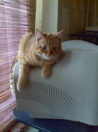 2002 vs 2019 . Эволюция мониторов не радует котиков.