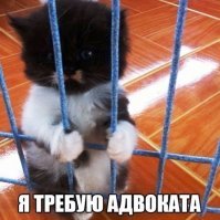 В Новой Зеландии кот воровал у соседей газеты и приносил их хозяйке