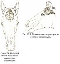 мозг лошади размером как крупный мандарин
