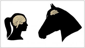 мозг лошади размером как крупный мандарин