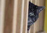 Прикольные и смешные картинки