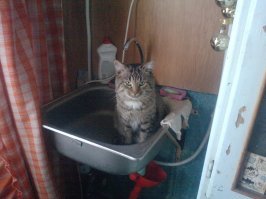 А мой котей, загулял и уже вторые сутки его нет. Скучаю по нему.