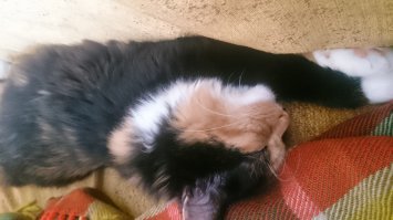 Моя до 300 может! Но не хочет