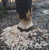 Поправка. Ленивый бобёр. Трудолюбивый догрызёт до конца.