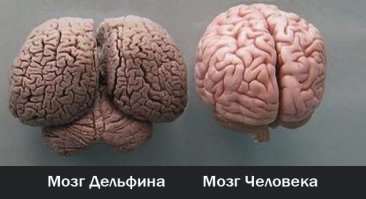 Такого вы еще не видели - 25 невероятных ракурсов обычных животных 