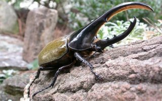 Эти существа известны своей силой, так как они могут поднять груз в 850 раз тяжелее собственного веса. 
Вес его доходит до 110 грамм
Умножаем 100 грамм( допустим  что он 100 грамм весит, средний жук) на 850 и у нас получается  85  000 грамм. То есть  этот жучара способен взрослого мужик поднять. Забавно.....