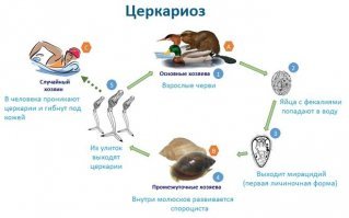 Купаться в водоемах, где плавают утки нежелательно. Они могут быть переносчиком церкариоза - это заболевание кожи. Проявляется язвами и красным зудом.
