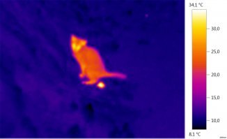 и еще так выглядит кот: