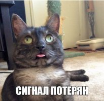 20 доказательств того, что котики просто созданы для драмы