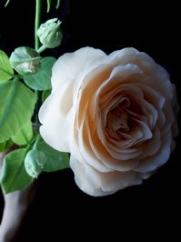 Вот спасибо!))Вы бы подумали,посмотрел,сравнили фото настоящих ягод и моих,понятно же что куча отличий,попробуйте примотать ягоды к проволоке,сделайте веточку и покажите потом мне?Я люблю свое занятие и работаю честно,у меня большой опыт   и много довольных постоянных клиентов по всему миру.Если Вы не верите,это комплимент мне как мастеру,значит не зря стараюсь!В данный момент работаю над букетом роз,беру живые,приматываю на проволоку,потом крашу и выставляю.