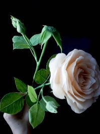 Вот спасибо!))Вы бы подумали,посмотрел,сравнили фото настоящих ягод и моих,понятно же что куча отличий,попробуйте примотать ягоды к проволоке,сделайте веточку и покажите потом мне?Я люблю свое занятие и работаю честно,у меня большой опыт   и много довольных постоянных клиентов по всему миру.Если Вы не верите,это комплимент мне как мастеру,значит не зря стараюсь!В данный момент работаю над букетом роз,беру живые,приматываю на проволоку,потом крашу и выставляю.